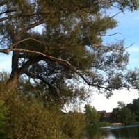 Weeping Willow - Native Tree, Арлингтон
