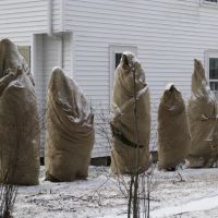 Arborvitae looking like  robed monks in Arlington, MA, Арлингтон