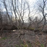 One Downed Tree turns itself into many smaller Trees, Арлингтон