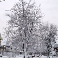 Winter Tree, Белмонт