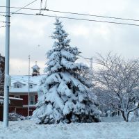 Waverley Square Snow Tree, Белмонт