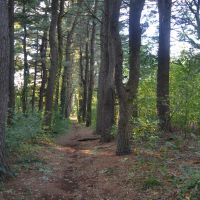 Pine Lined Path, Белмонт