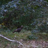 Wild Turkey, Белмонт