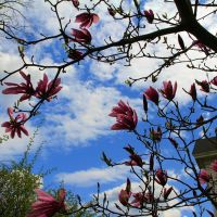 Shrub Blossums on Union St, Bridgewater MA, Бриджуотер