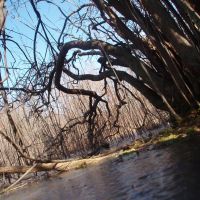 frozen swamp, Броктон
