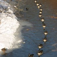 Goose chain in Muddy river., Бруклин