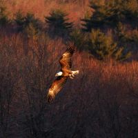 Eagle in Flight, Вест-Бриджуотер