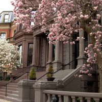 Spring in Boston... цветение магнолии кружит голову..., Вестон