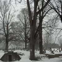 Federal Street Cemetery - Quercus alba, Гринфилд