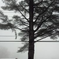 Lunt Property - Pinus strobus, Гринфилд