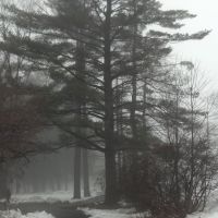 Shattuck Park - Pinus strobus, Гринфилд