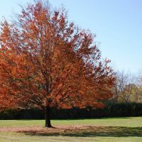 Autumn Maple, Ист-Лонгмидоу
