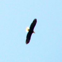 New England Bald Eagle, Ист-Лонгмидоу