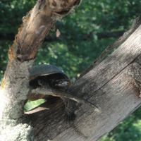 Turtle in a tree, Ист-Лонгмидоу