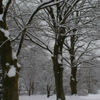 maple trees in winter, Ист-Лонгмидоу