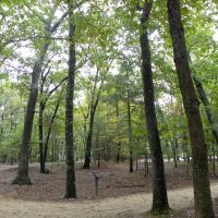 Wooded area by Walden Pond, Линнфилд