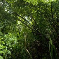Everett Green Jungle, Малден