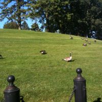 Nice summer afternoon, with geese in Natick Labs., Натик