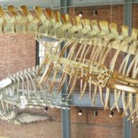 Blue Whale Skeleton (66 adolescent), Нью-Бедфорд