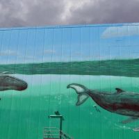 Whales of New Bedford, Оксфорд