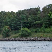 Cape Cod Canal, Pilot Whale, Сагамор