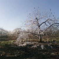 Ice Storm Sterling Apple Orchards 12/13/08, Стерлинг