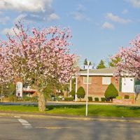 Cherry Blossoms on Main Street in Framingham, MA, Фрамингам