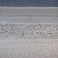 rafts of diver ducks in WI. island national refuge south of Brownsville MN, Браунсвилл