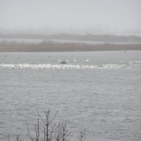 fresch water pelicans in back waters of the Mississippy river at Stoddard WI., Браунсвилл