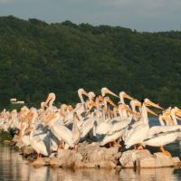 Pelicans on the Mississippi River, Браунсвилл
