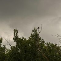 bald eagle along the mississippi, Лилидейл