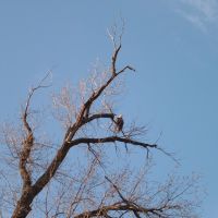 Nov 2006 - Minneapolis, Minnesota. Bald Eagle overlooking the Mississippi River from a tree on Pike Island in Fort Snelling State Park., Мендота