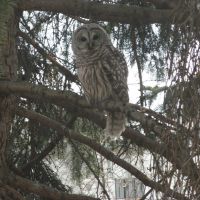 Mar 2009 - St. Louis Park, Minnesota. Barred Owl out my apartment window., Сент-Луис-Парк