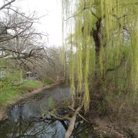 Willow Tree, Эдина