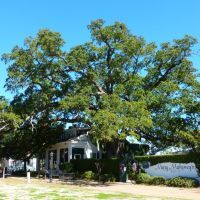 Old French house established 1737 and its centuries-old live oak, Билокси