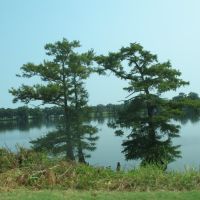 Twin trees on Lake Providence, Ватер Валли