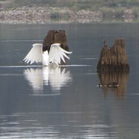 Great egret, fishing, Вейр
