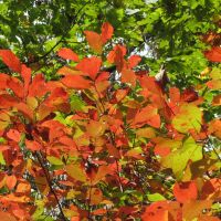 Sourwood leaves, Вест