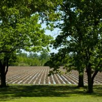 Rows and Rows - Trees Along Delta Field, Глендора