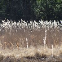Tall grass blowing in the wind, Гулф Хиллс
