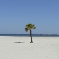 Lone Palm Tree, Гулфпорт
