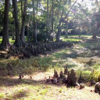 Cypress Knees on the grounds of the Melrose Mansion in Natchez, MS, Натчес