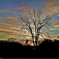 Pecan Tree at sunrise. Natchez, Mississippi, Натчес