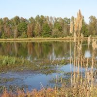 Pond at Trim Cane Creek WMA, Риджеланд