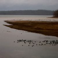 Good Day for Ducks on Pickwick Lake, Смитвилл