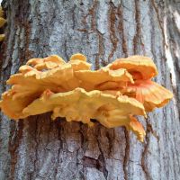 Chicken of the Woods Bracket Fungus, Тутвилер