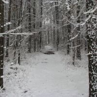 Snow in Mississippi, Форест