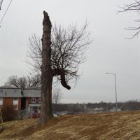 interesting mostly dead tree, Jefferson City, MO, Джефферсон-Сити