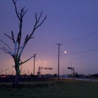 Survivor tree following the EF-5 Tornado that went through Joplin, MO, Джоплин