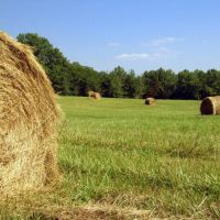 Hay bales (part 2), Дулиттл